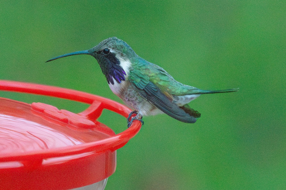 Lucifer Hummingbird - ML619015378