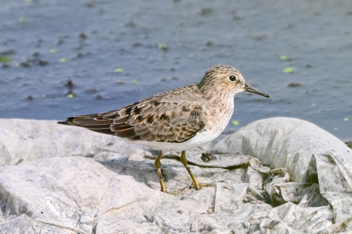 Temminck's Stint - Умедджон Набиев