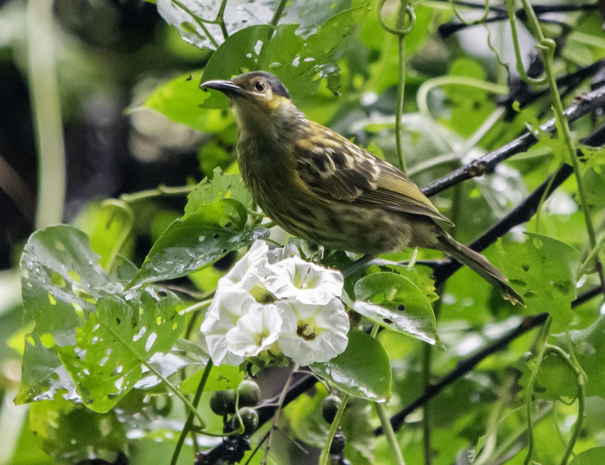 Macleay's Honeyeater - ML619015389