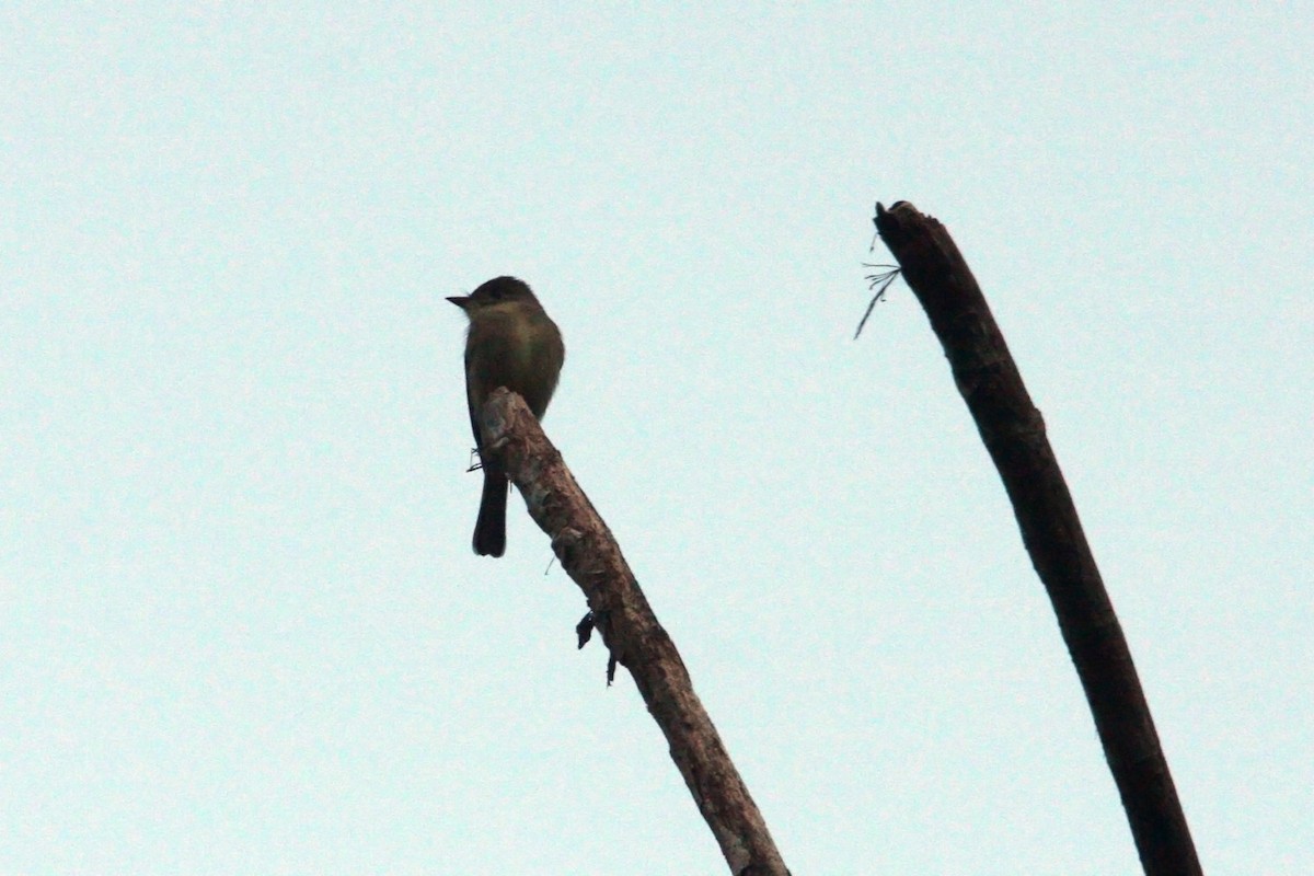 Northern Tropical Pewee - William Clark