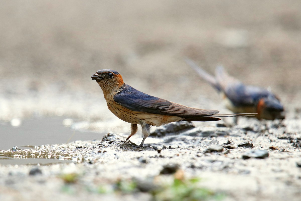 Red-rumped Swallow - Vivek Sarkar