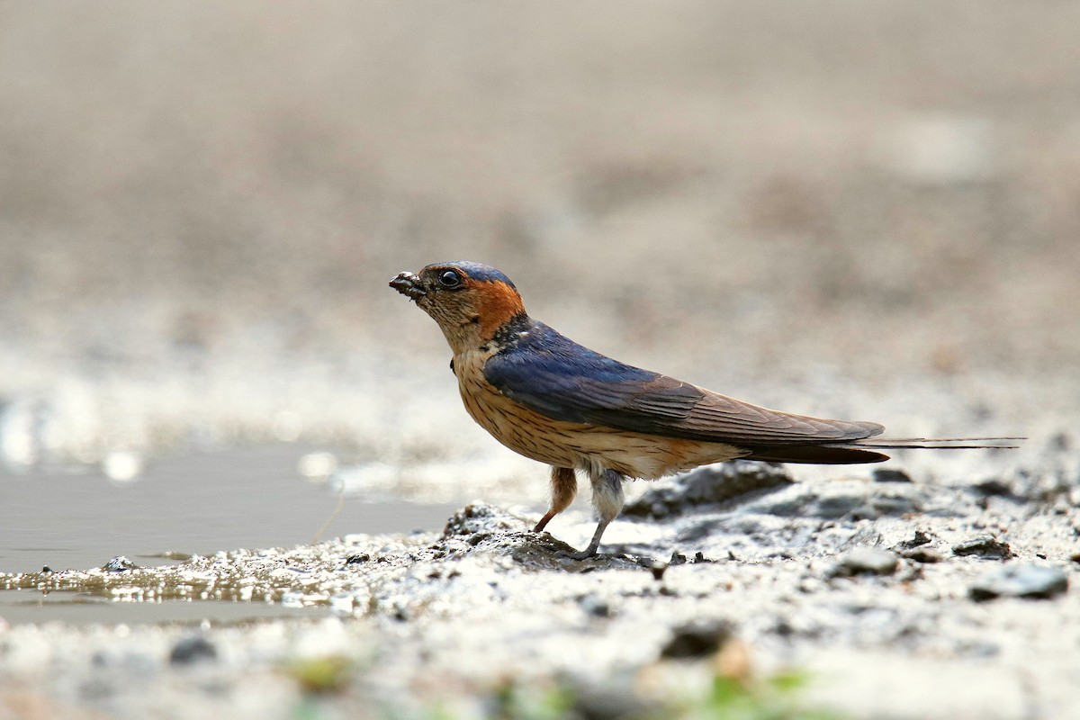 Red-rumped Swallow - Vivek Sarkar