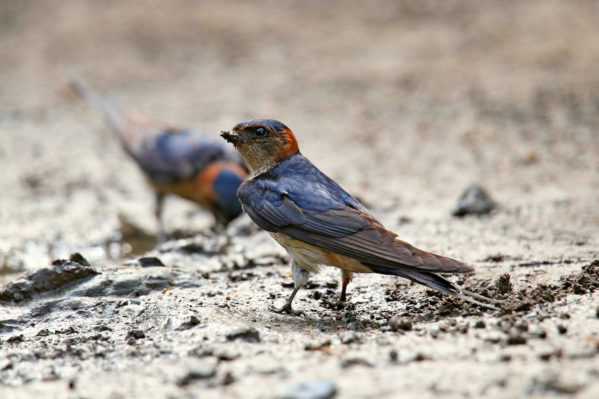 Red-rumped Swallow - Vivek Sarkar