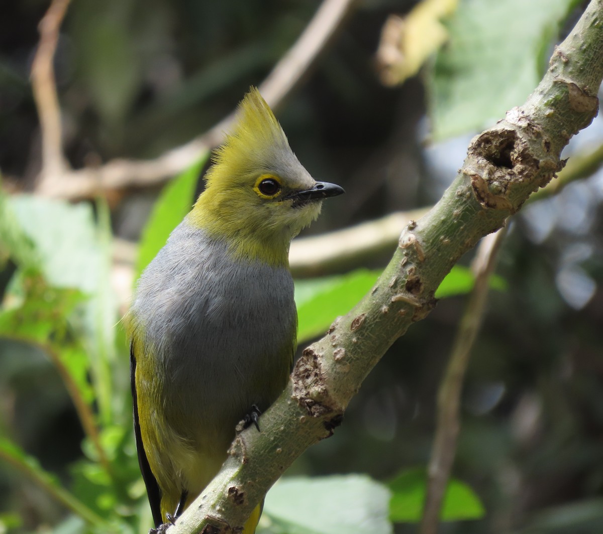 Long-tailed Silky-flycatcher - Mónica Rojas