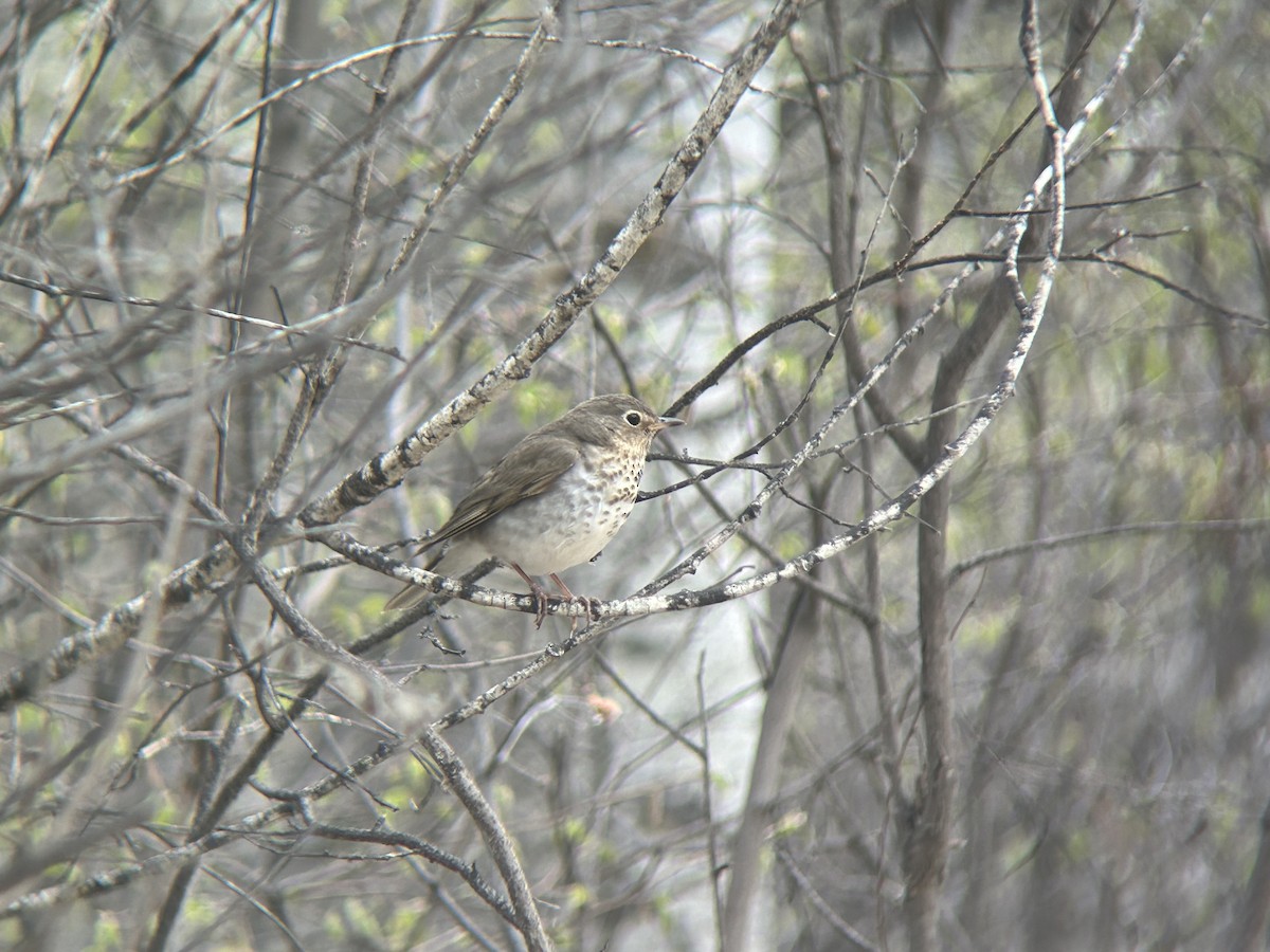 Swainson's Thrush - ML619015439