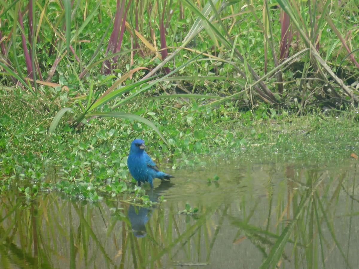 Indigo Bunting - Joyce Brady