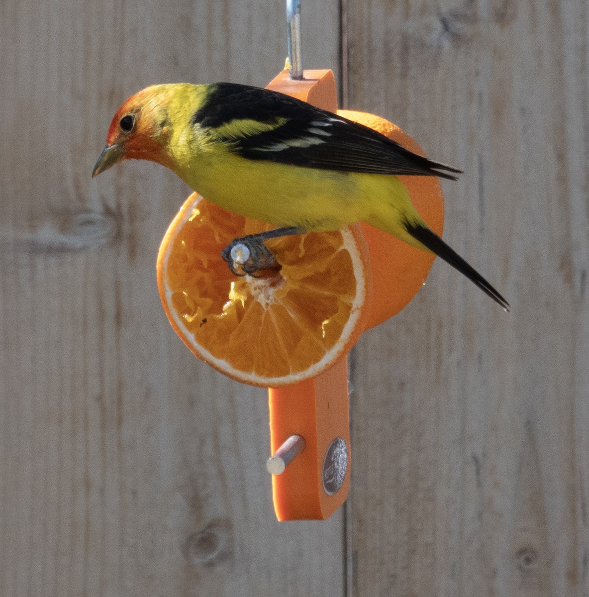 Western Tanager - ML619015452