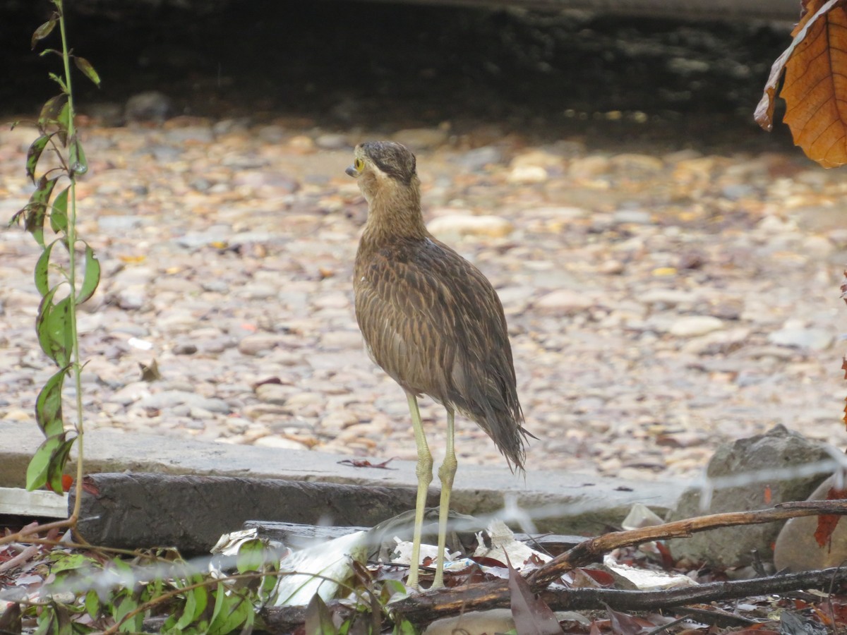 Double-striped Thick-knee - ML619015453