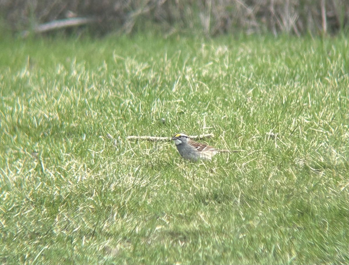 White-throated Sparrow - ML619015461