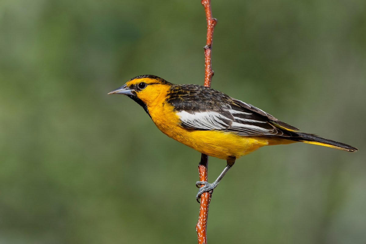 Bullock's Oriole - ML619015498