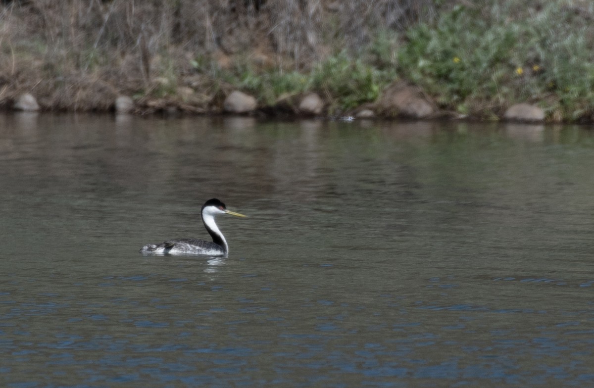 Western Grebe - ML619015509