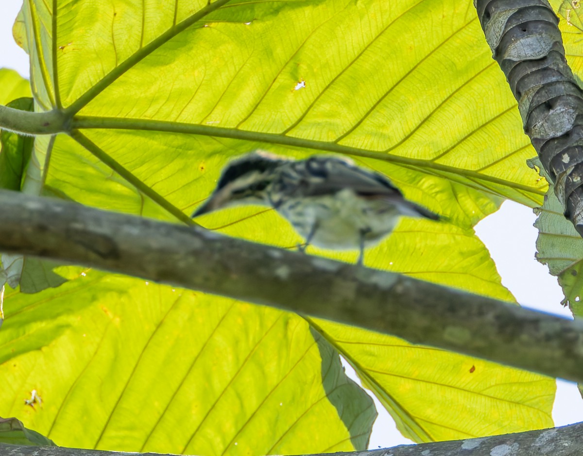 Streaked Flycatcher - Joe Aliperti