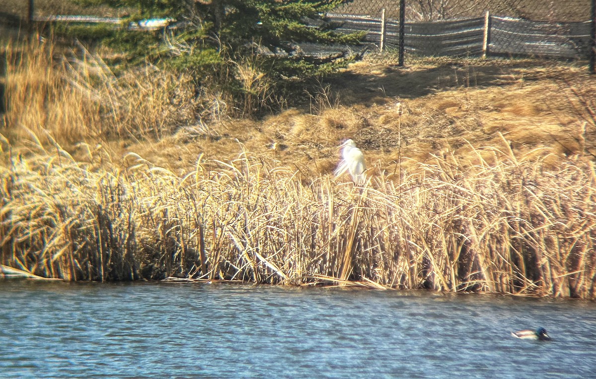 Great Egret - ML619015531