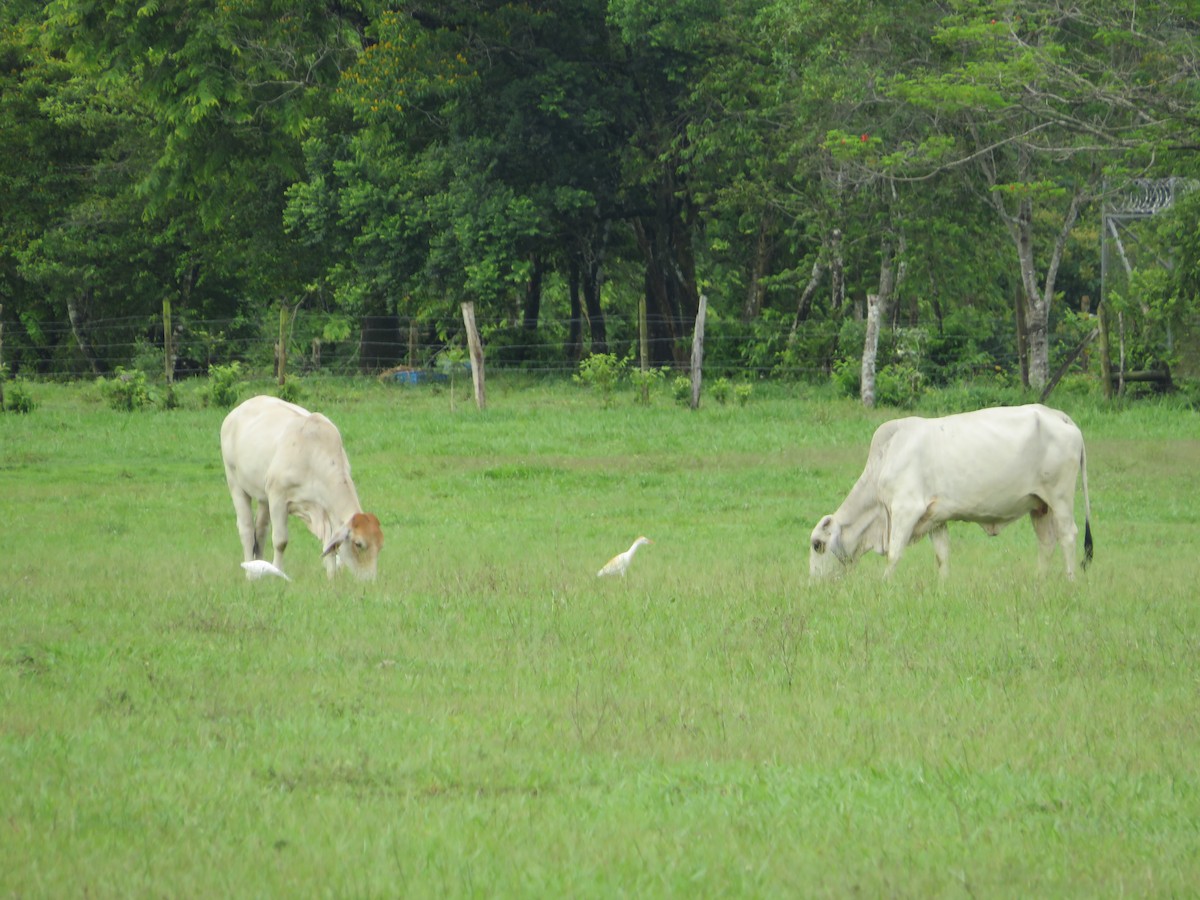 Western Cattle Egret - Núcleo Palmero Aceites Morichal SAS