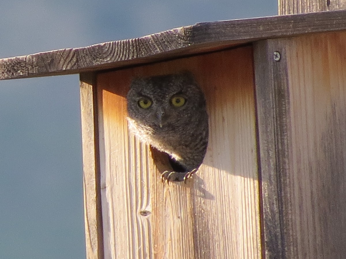 Western Screech-Owl - Dawn Zappone