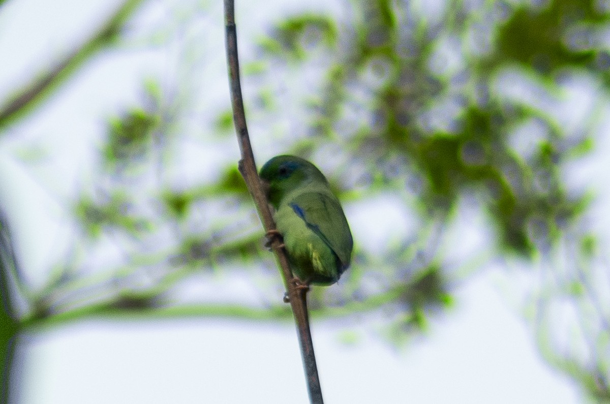Spectacled Parrotlet - Christian Carmona - CACIQUE BIRDING