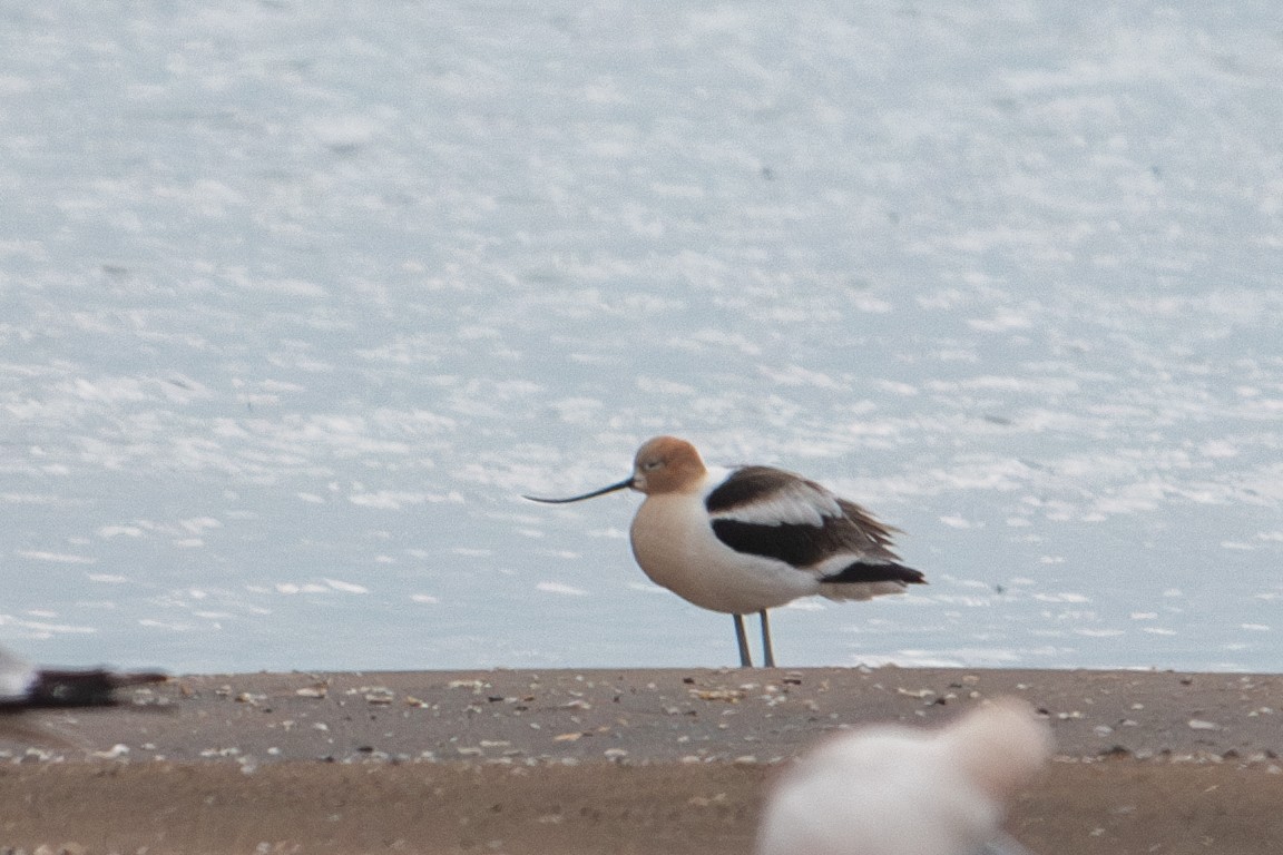 Avocette d'Amérique - ML619015585