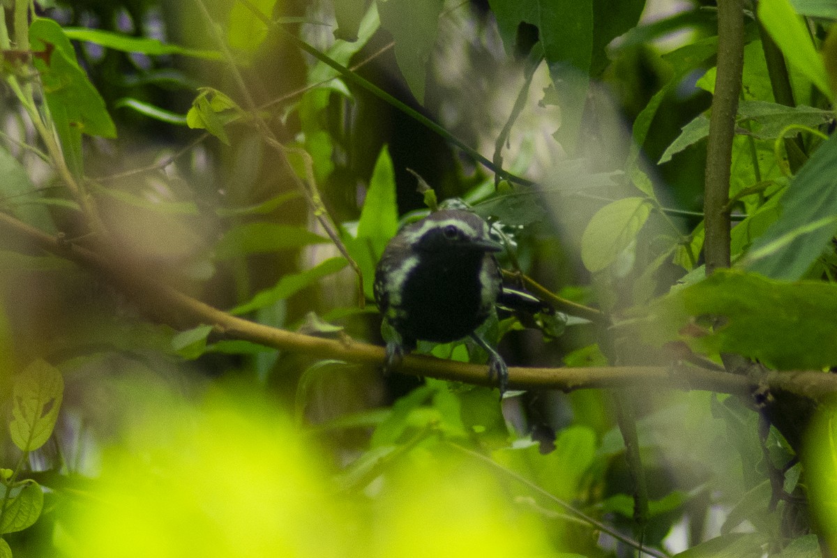 Northern White-fringed Antwren - ML619015586