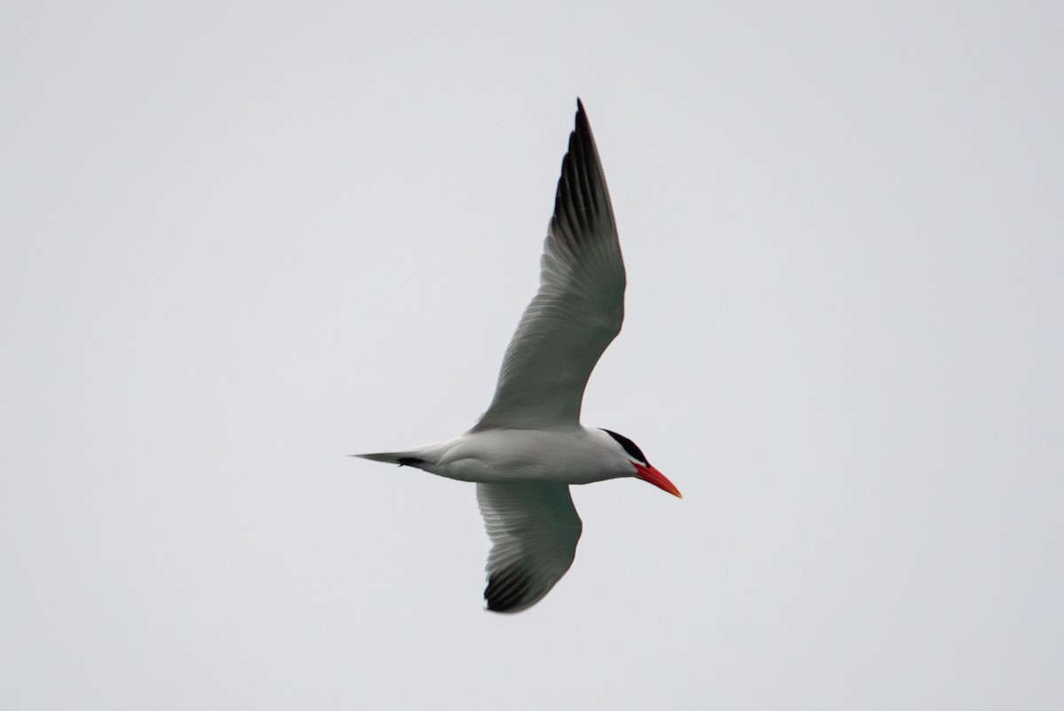 Caspian Tern - ML619015600