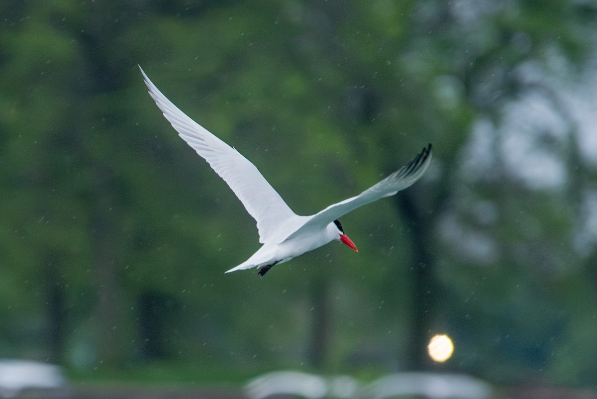 Caspian Tern - Yixiao Liu