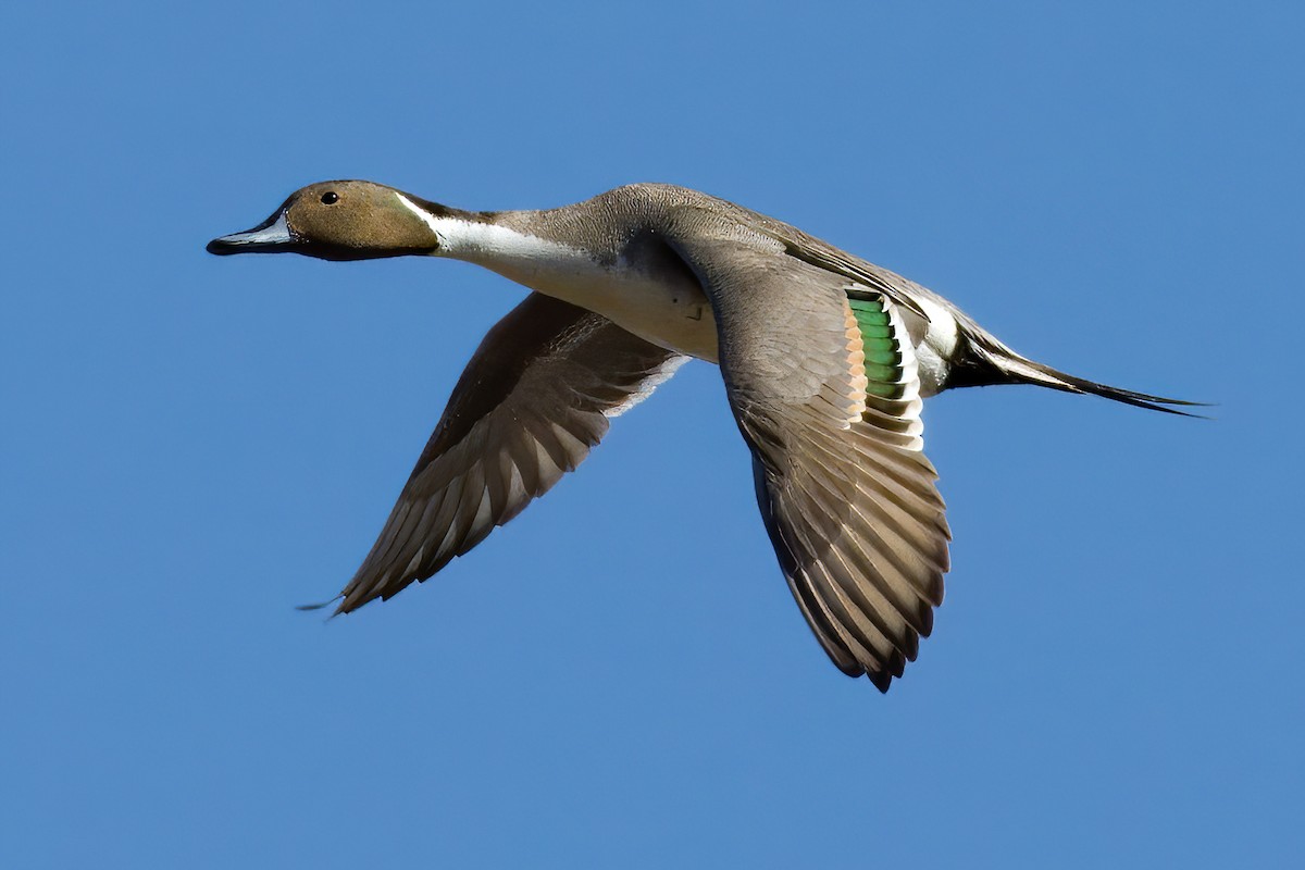 Northern Pintail - ML619015605