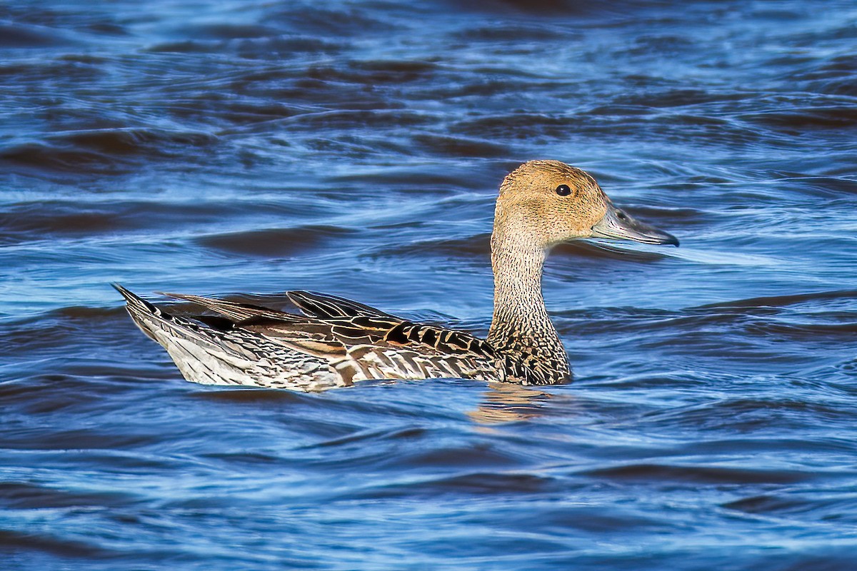 Northern Pintail - ML619015606