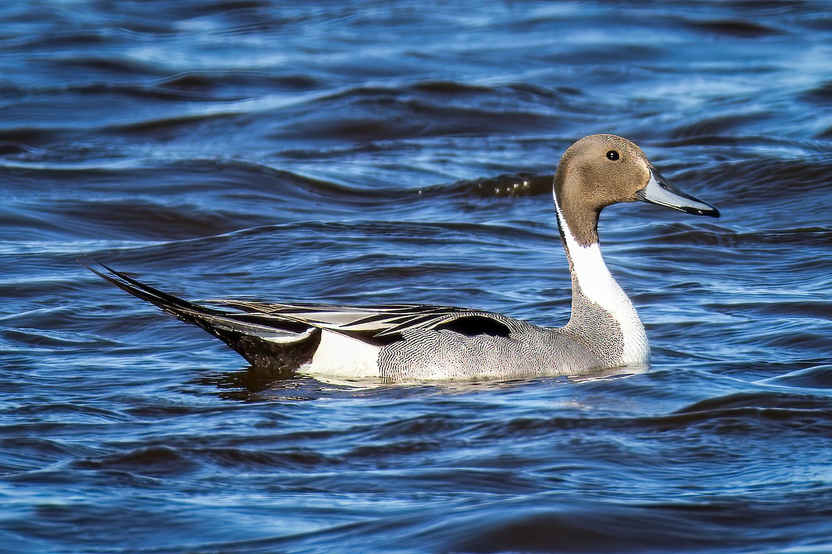 Northern Pintail - ML619015609