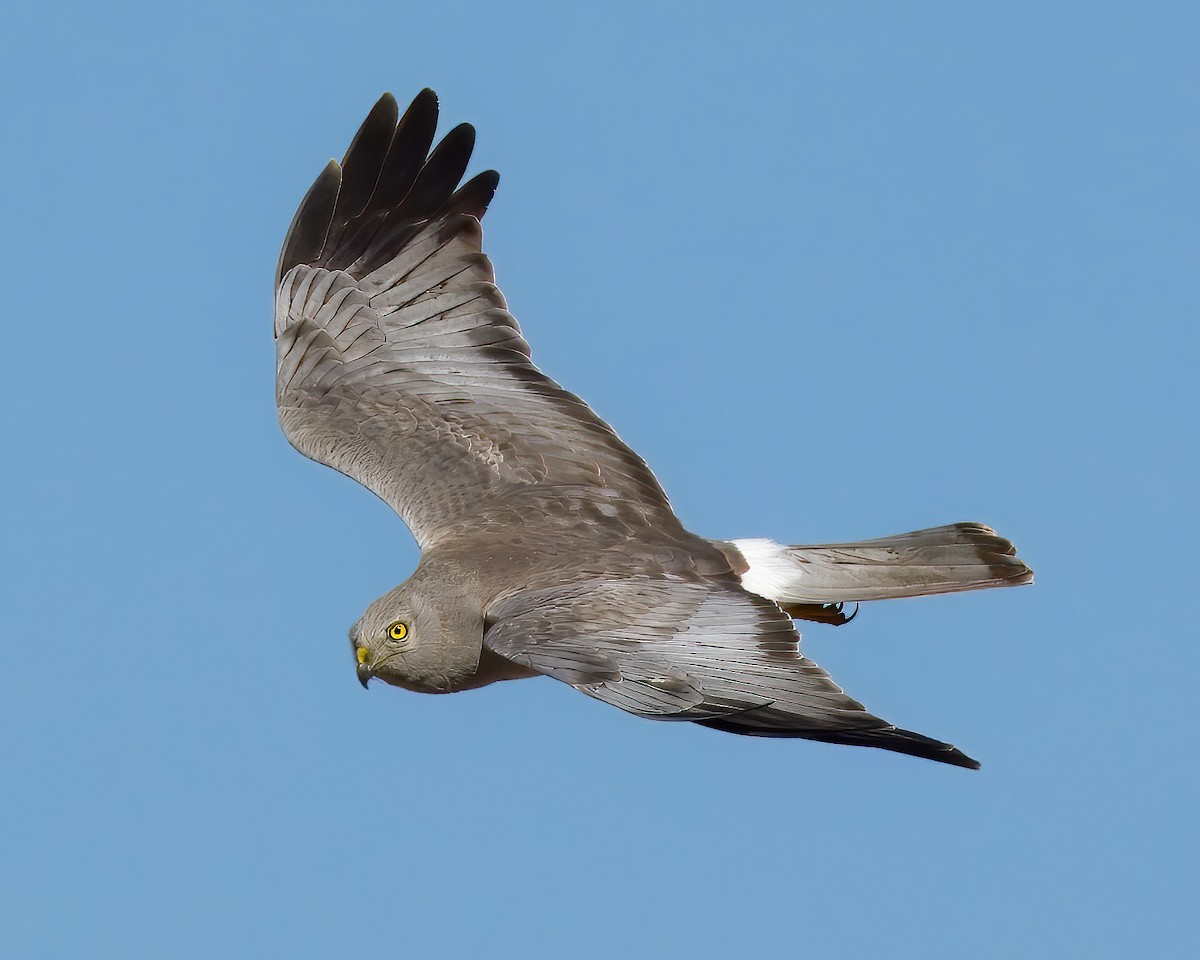 Northern Harrier - Neil Wiken