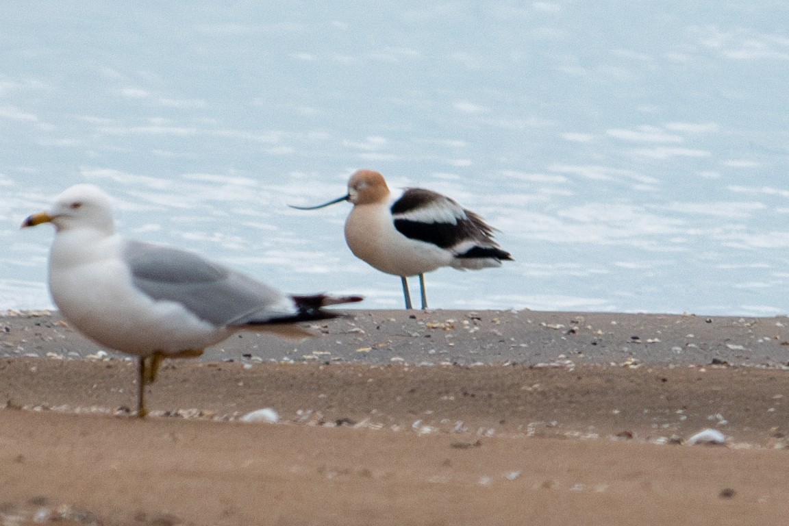 Avoceta Americana - ML619015639