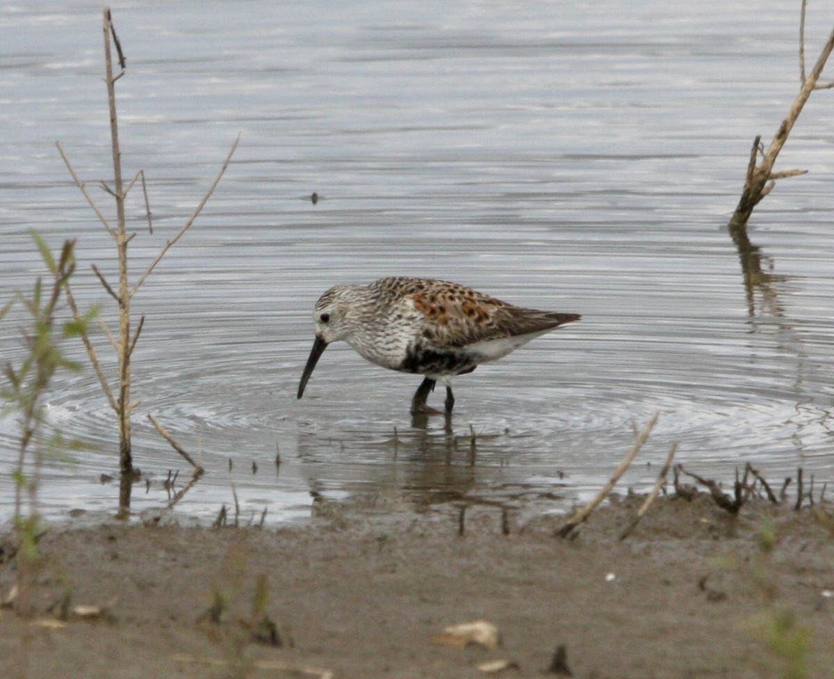 Dunlin - ML619015658