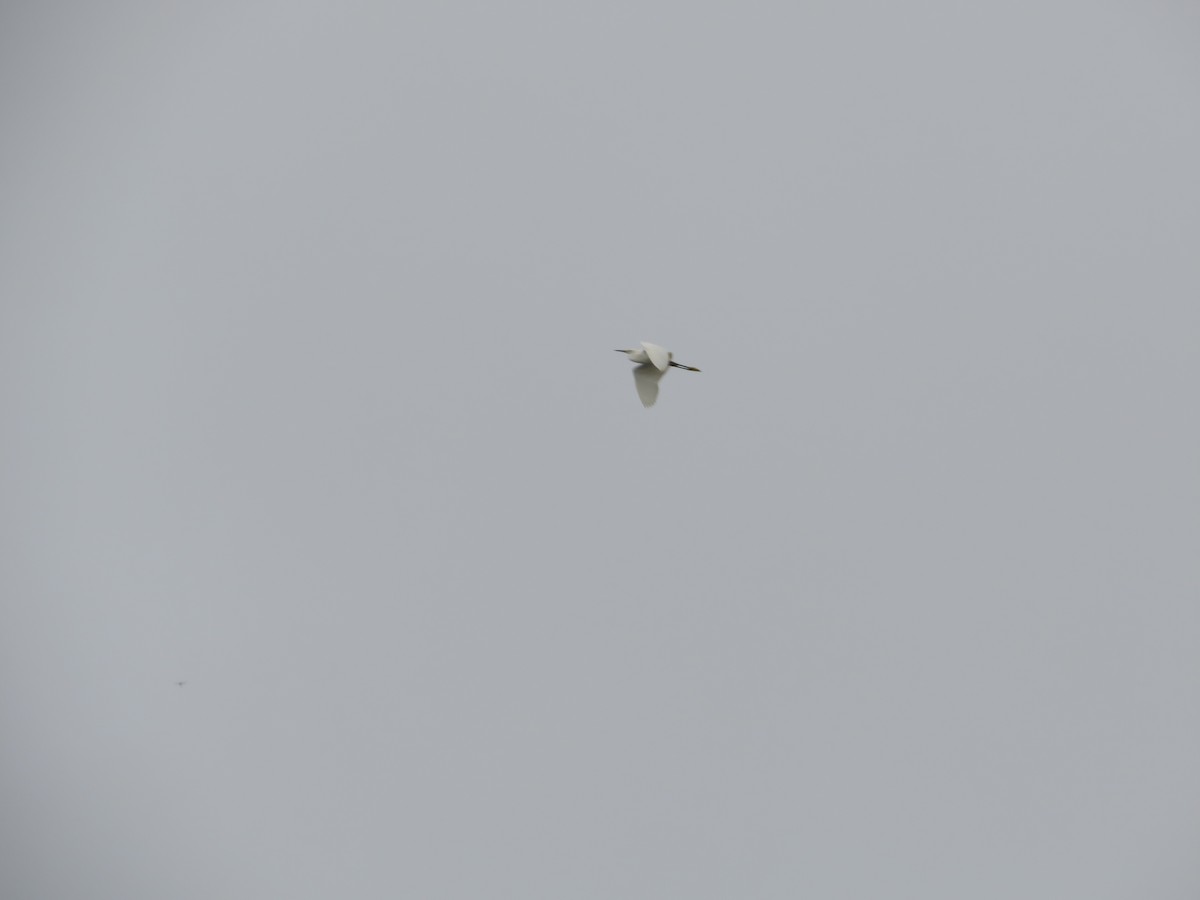 Snowy Egret - Núcleo Palmero Aceites Morichal SAS