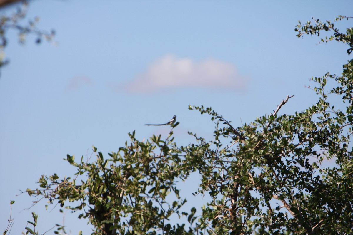 Pin-tailed Whydah - ML619015674