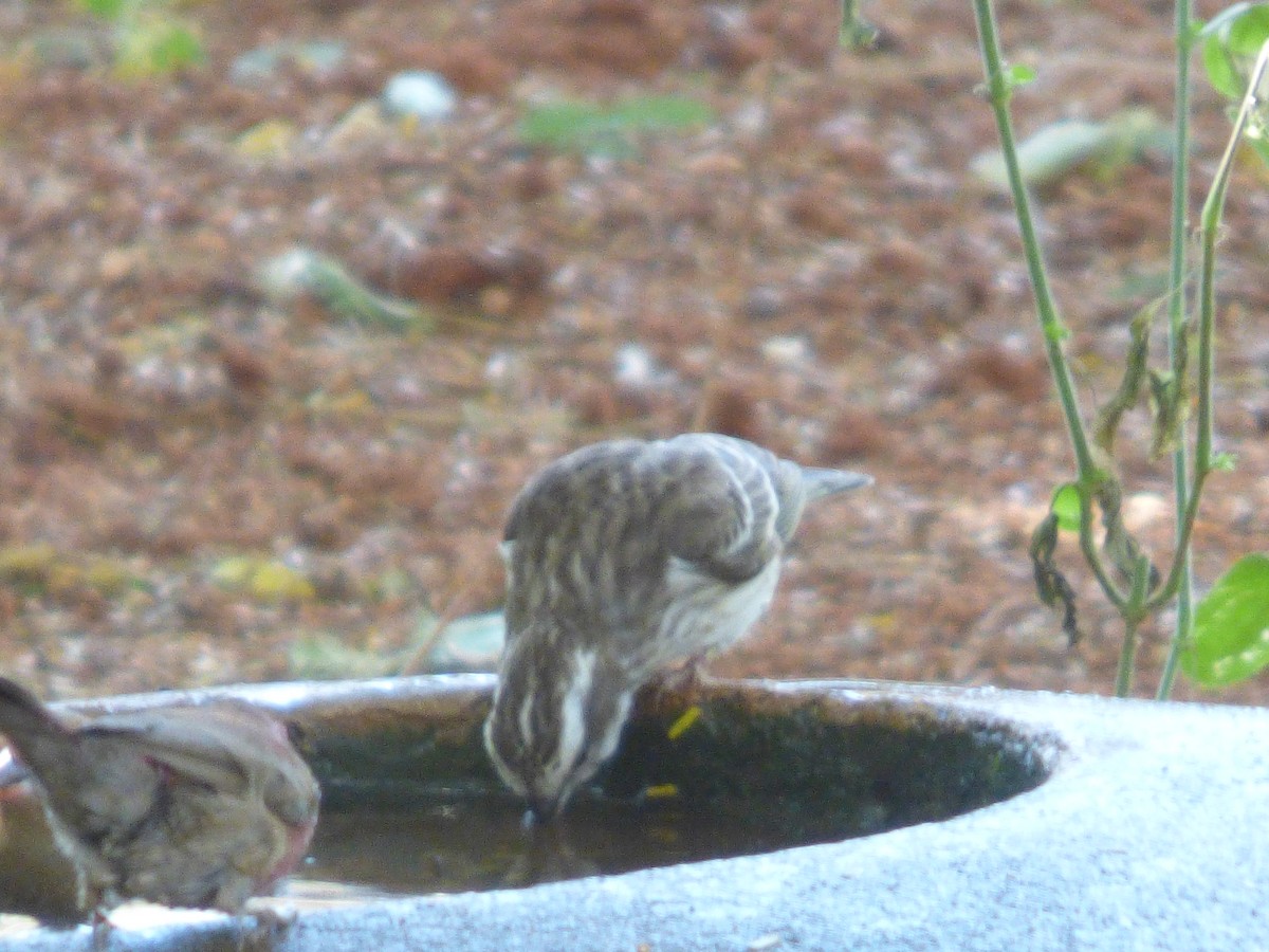 Viuda Senegalesa - ML619015690