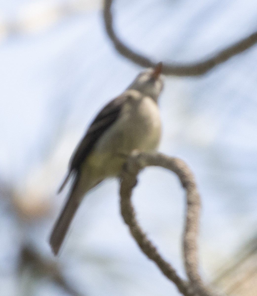 Hammond's Flycatcher - Luca Cinus