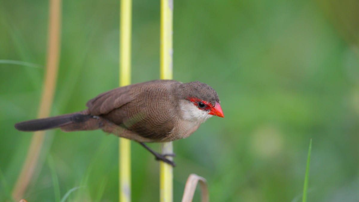 Common Waxbill - ML619015725