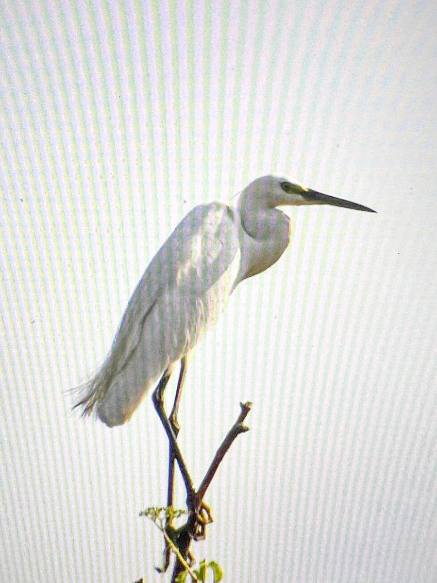 Little Egret - ML619015741