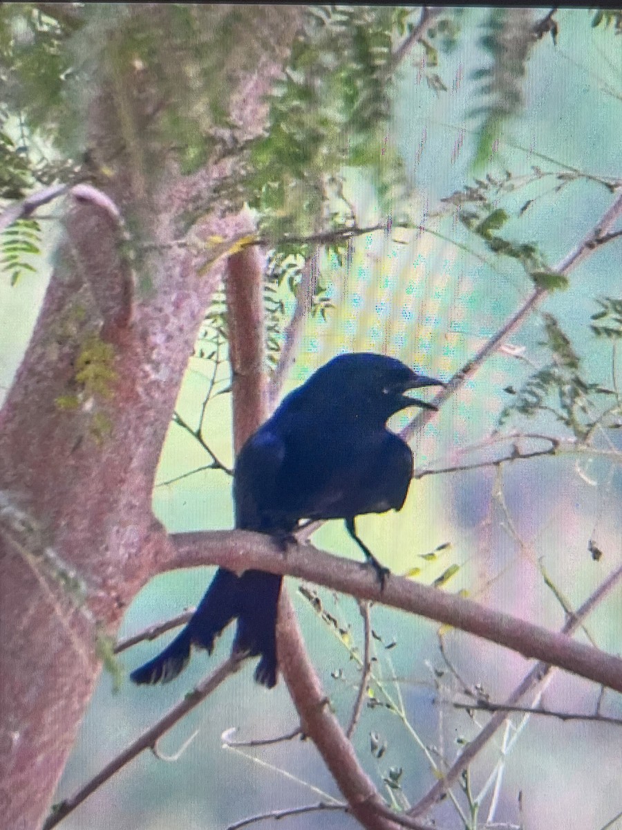 Drongo royal - ML619015756