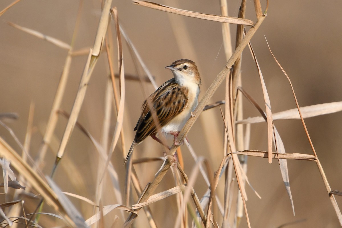 Zitting Cisticola - ML619015758