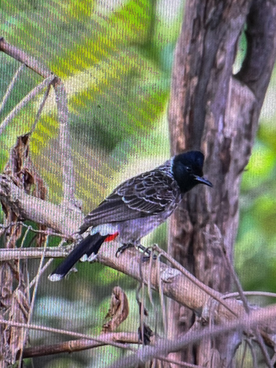 Bulbul à ventre rouge - ML619015762