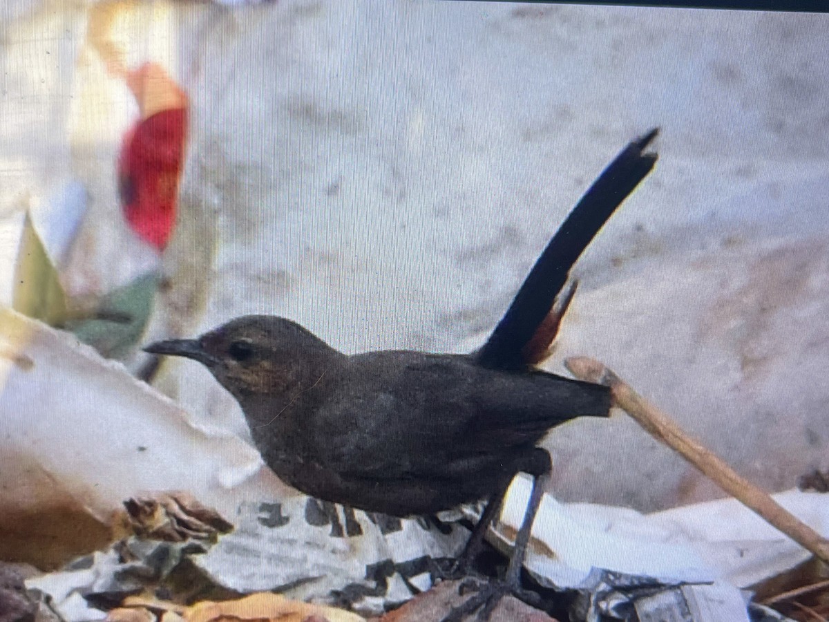 Indian Robin - ML619015773