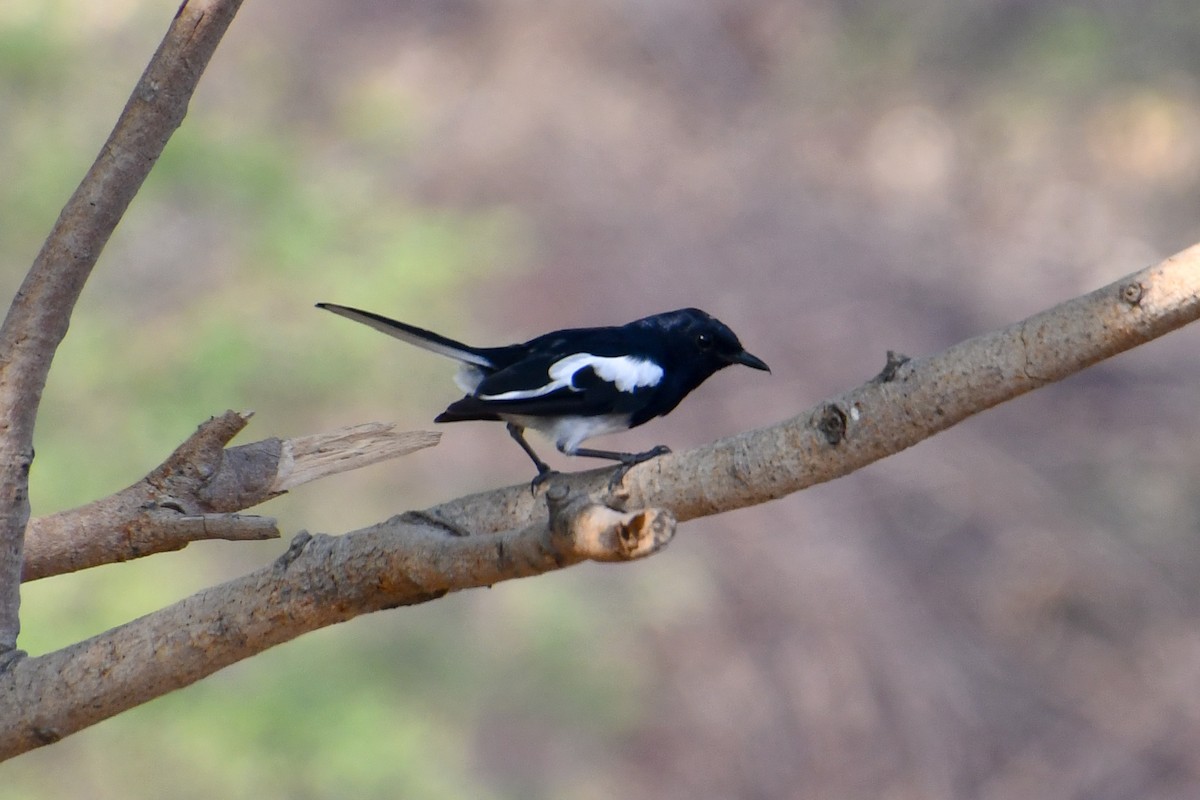 Oriental Magpie-Robin - Mohan Shenoy