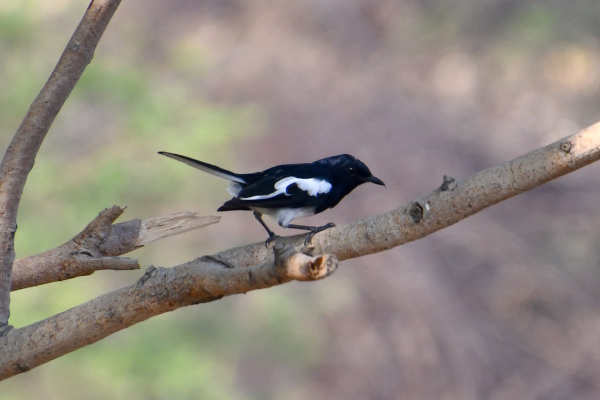 Oriental Magpie-Robin - ML619015775