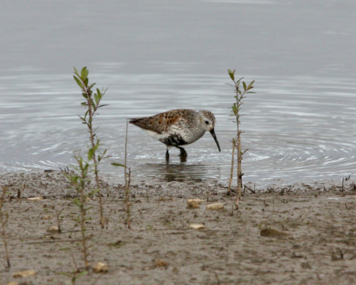 Dunlin - ML619015776