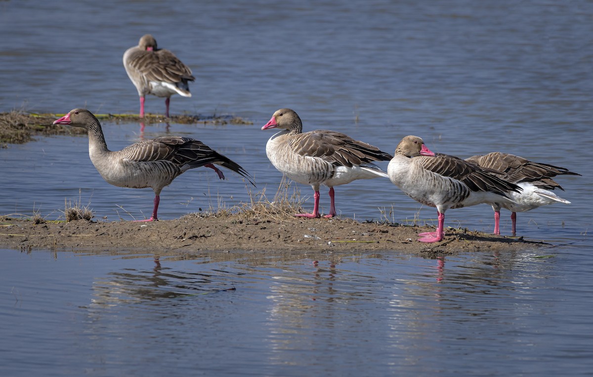 Graylag Goose - ML619015792