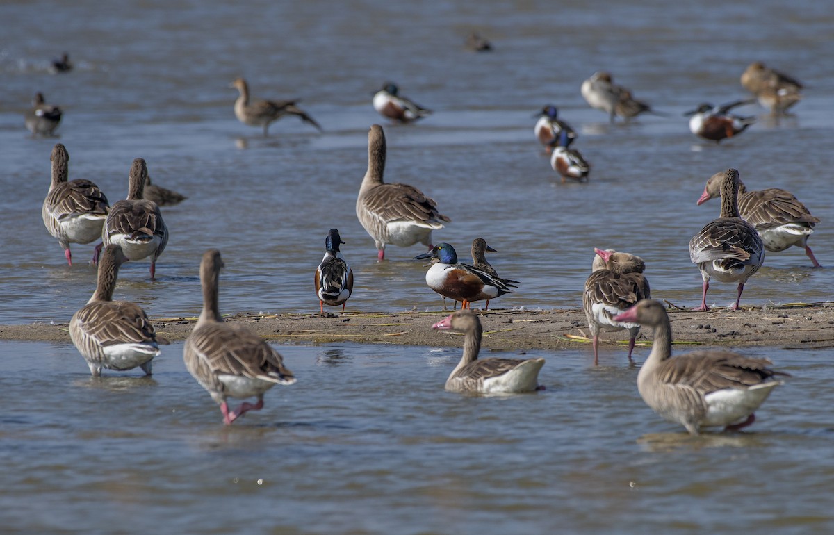 Graylag Goose - ML619015794