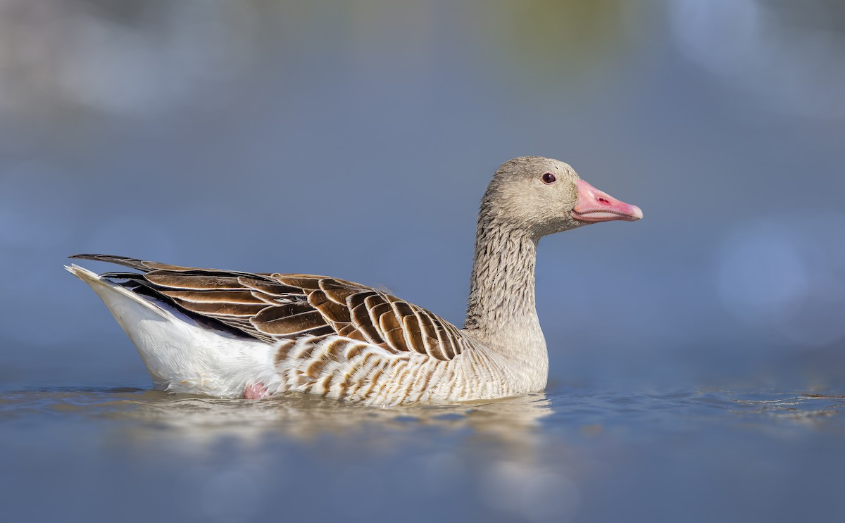 Graylag Goose - ML619015795