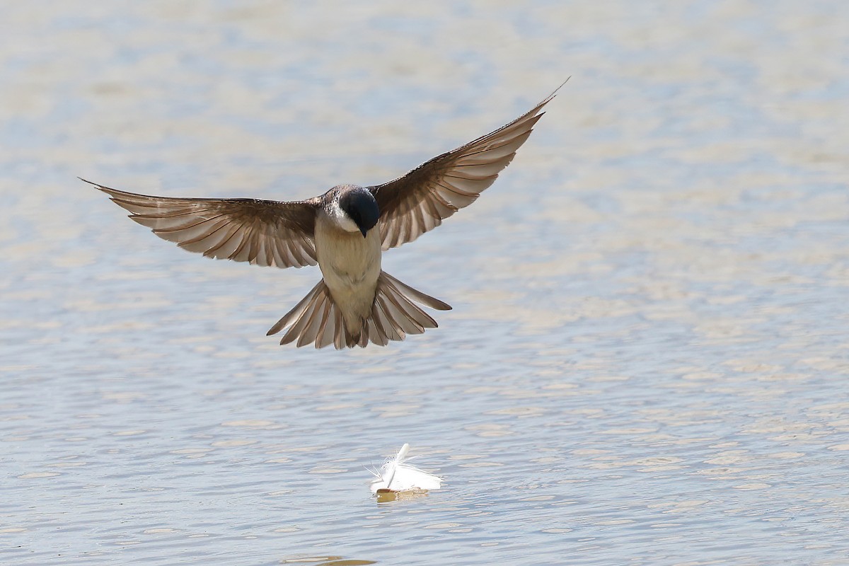 Tree Swallow - Garrett Lau