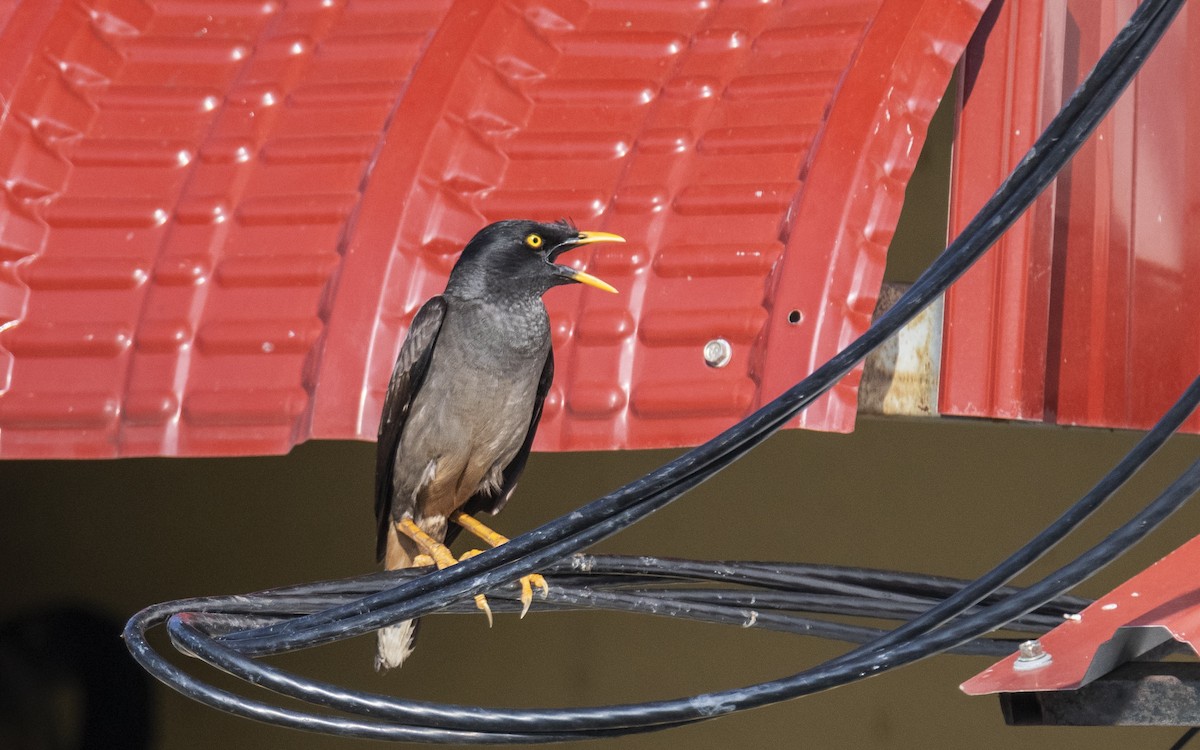 Jungle Myna - ML619015808