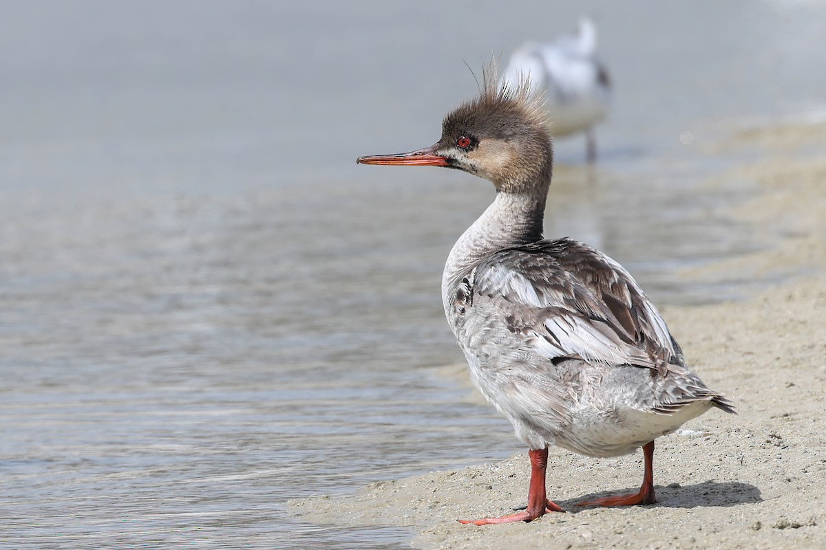 Red-breasted Merganser - Garrett Lau