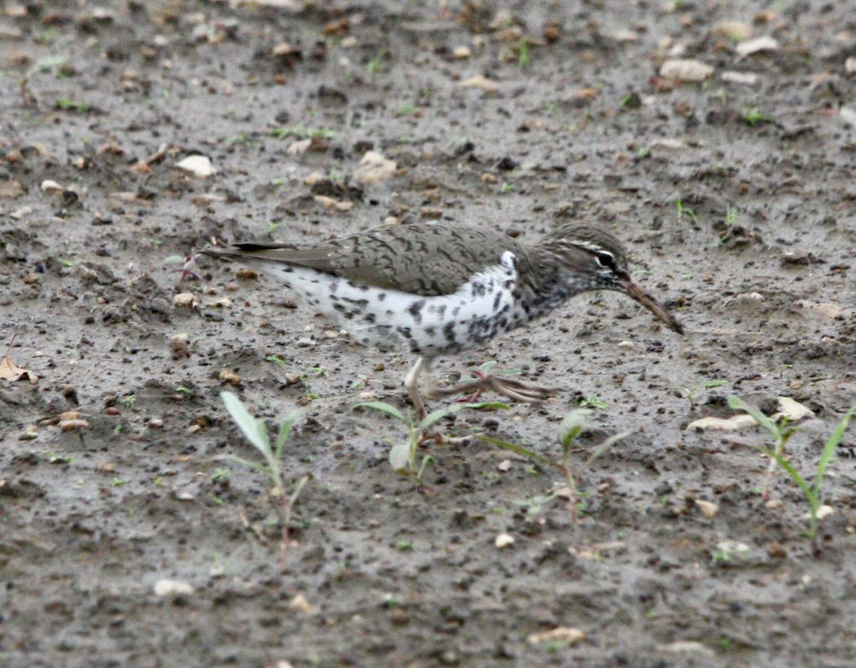 Spotted Sandpiper - ML619015817